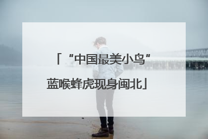 “中国最美小鸟”蓝喉蜂虎现身闽北