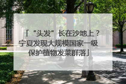 “头发”长在沙地上？宁夏发现大规模国家一级保护植物发菜群落