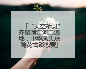 “天空精灵”齐聚闽江河口湿地，中华凤头燕鸥花式谈恋爱