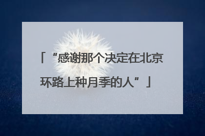 “感谢那个决定在北京环路上种月季的人”