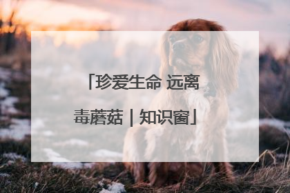珍爱生命 远离毒蘑菇｜知识窗