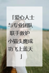 爱心人士与专业团队联手救护 小猫头鹰成功飞上蓝天