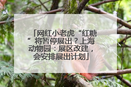 网红小老虎“红糖”将暂停展出？上海动物园：展区改建，会安排展出计划