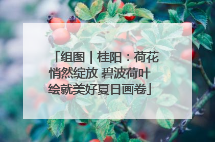 组图｜桂阳：荷花悄然绽放 碧波荷叶绘就美好夏日画卷
