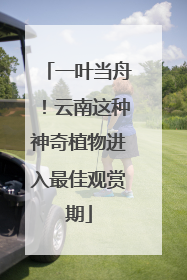 一叶当舟！云南这种神奇植物进入最佳观赏期
