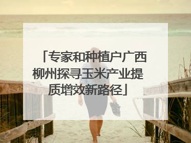 专家和种植户广西柳州探寻玉米产业提质增效新路径