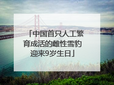 中国首只人工繁育成活的雌性雪豹迎来9岁生日