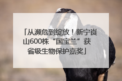 从濒危到绽放！新宁崀山600株“国宝兰”获省级生物保护嘉奖