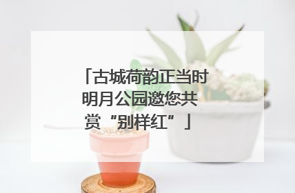 古城荷韵正当时 明月公园邀您共赏“别样红”