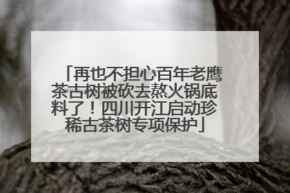 再也不担心百年老鹰茶古树被砍去熬火锅底料了！四川开江启动珍稀古茶树专项保护