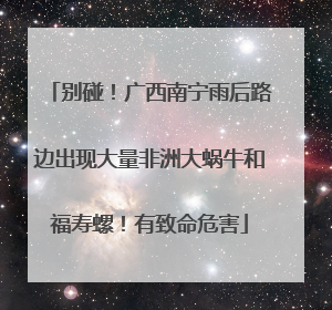 别碰！广西南宁雨后路边出现大量非洲大蜗牛和福寿螺！有致命危害