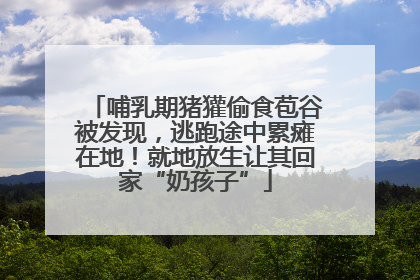 哺乳期猪獾偷食苞谷被发现，逃跑途中累瘫在地！就地放生让其回家“奶孩子”