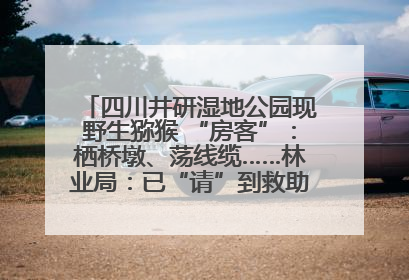 四川井研湿地公园现野生猕猴 “房客”：栖桥墩、荡线缆……林业局：已“请”到救助站，将放归自然