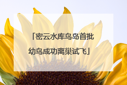 密云水库鸟岛首批幼鸟成功离巢试飞