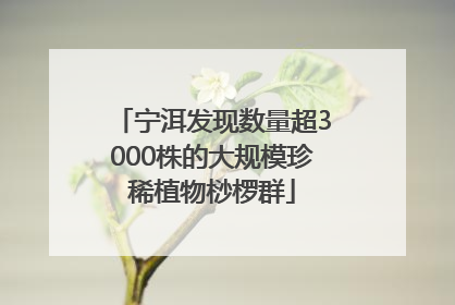 宁洱发现数量超3000株的大规模珍稀植物桫椤群