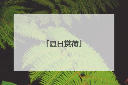夏日赏荷