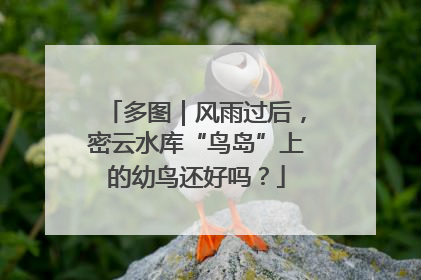多图｜风雨过后，密云水库“鸟岛”上的幼鸟还好吗？