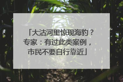 大沽河里惊现海豹？专家：有过此类案例，市民不要自行靠近