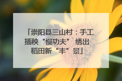 崇阳县三山村：手工插秧“慢功夫” 绣出稻田新“丰”景