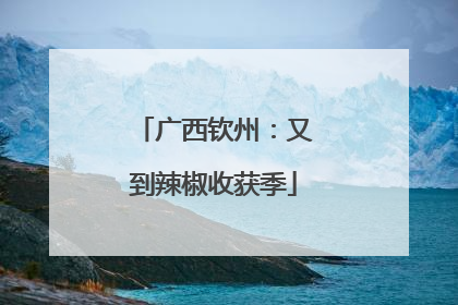 广西钦州：又到辣椒收获季
