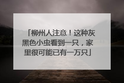 柳州人注意！这种灰黑色小虫看到一只，家里很可能已有一万只