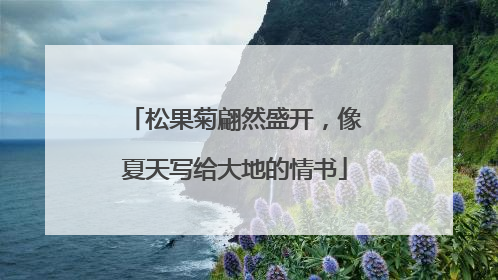 松果菊翩然盛开，像夏天写给大地的情书