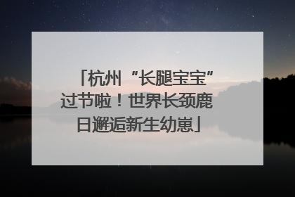 杭州“长腿宝宝”过节啦！世界长颈鹿日邂逅新生幼崽