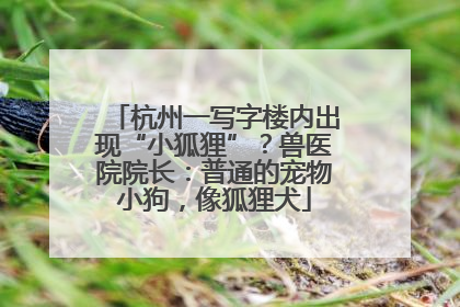 杭州一写字楼内出现“小狐狸”？兽医院院长：普通的宠物小狗，像狐狸犬
