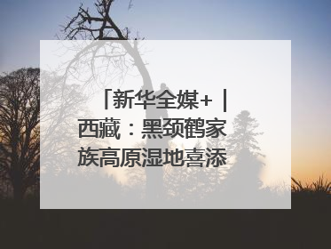 新华全媒+｜西藏：黑颈鹤家族高原湿地喜添“萌宝”