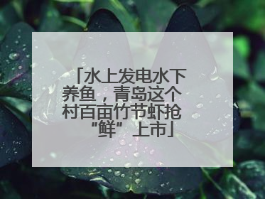 水上发电水下养鱼，青岛这个村百亩竹节虾抢“鲜”上市