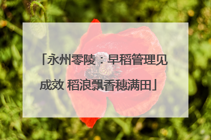 永州零陵：早稻管理见成效 稻浪飘香穗满田
