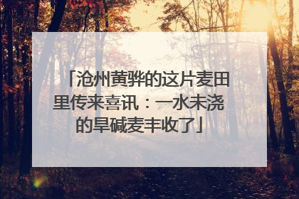 沧州黄骅的这片麦田里传来喜讯：一水未浇的旱碱麦丰收了