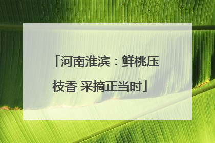 河南淮滨：鲜桃压枝香 采摘正当时