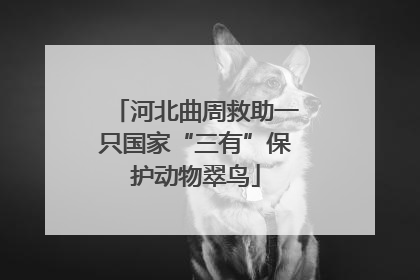 河北曲周救助一只国家“三有”保护动物翠鸟