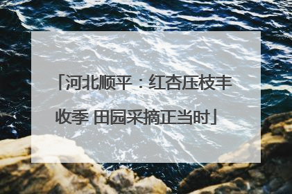 河北顺平：红杏压枝丰收季 田园采摘正当时