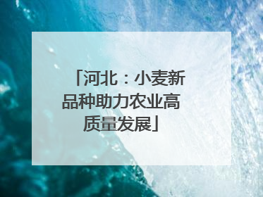河北：小麦新品种助力农业高质量发展