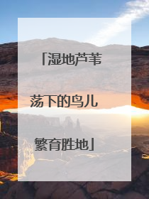 湿地芦苇荡下的鸟儿繁育胜地