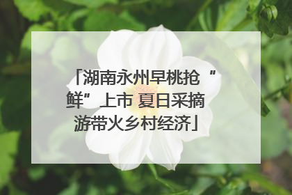 湖南永州早桃抢“鲜”上市 夏日采摘游带火乡村经济