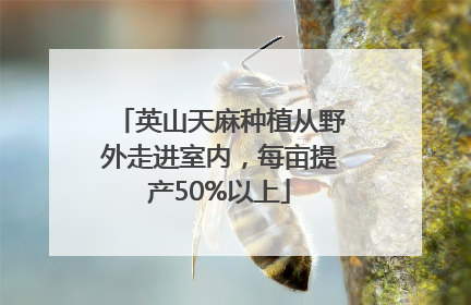 英山天麻种植从野外走进室内，每亩提产50%以上