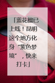 蓝花楹已上线！昆明这个地方化身“紫色梦境”，快来打卡