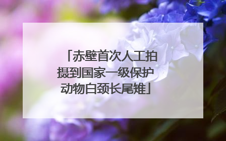 赤壁首次人工拍摄到国家一级保护动物白颈长尾雉