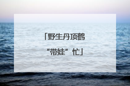 野生丹顶鹤“带娃”忙
