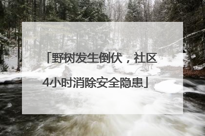 野树发生倒伏，社区4小时消除安全隐患