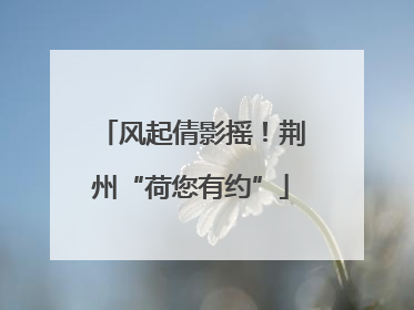 风起倩影摇！荆州“荷您有约”