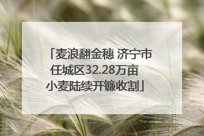 麦浪翻金穗 济宁市任城区32.28万亩小麦陆续开镰收割