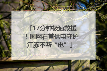 17分钟极速救援！国网石首供电守护江豚不断“电”