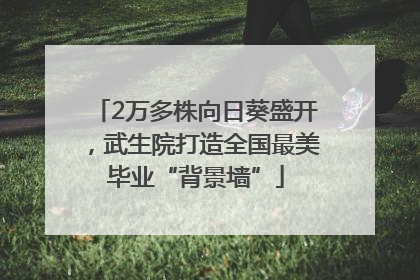 2万多株向日葵盛开，武生院打造全国最美毕业“背景墙”